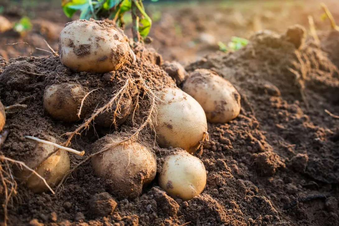 Agriculture